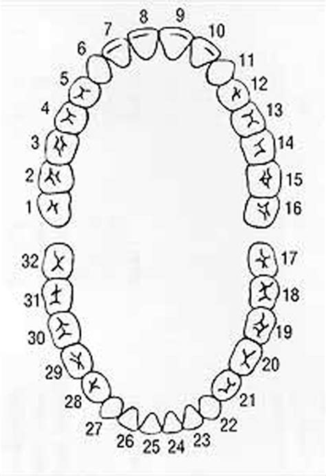 Dental Chart Tooth Numbers Diagram