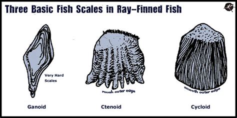 Ctenoid Scales - Fish Scale Wikipedia / History and etymology for ctenoid.