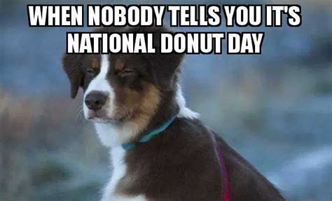 Funny Donut Memes in Honor of "National Donut Day" (GALLERY) | WWI