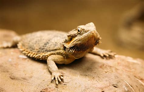 12 Fascinating Facts About The Desert Horned Lizard - The geography teacher