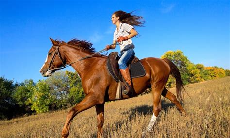 Mustang Horse Breed Information, History, Videos, Pictures