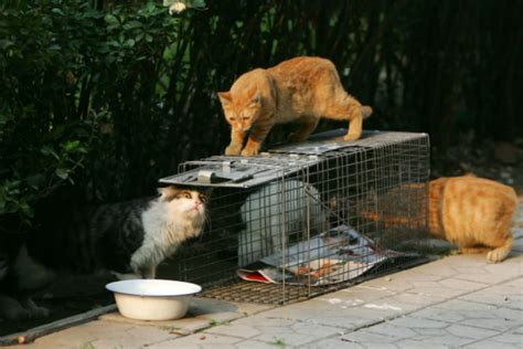 Casper Decides Against Ban on Feeding Feral Cats, Dogs