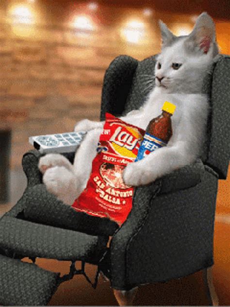 Cat Watching Tv Gif GIFs | Tenor