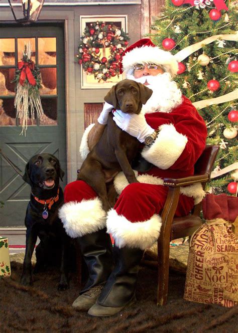 Pet Christmas Photos: Tips on How Best to Handle Them - Andes-Straley