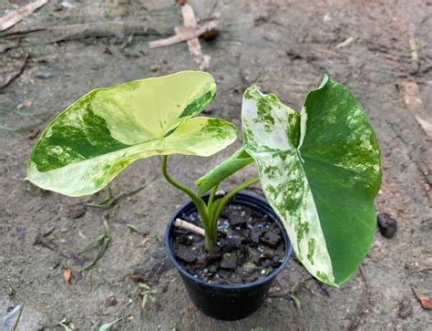 Colocasia esculenta 'Yellow splash' - Tropics @Home