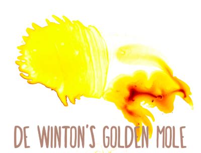 De Winton's Golden Mole - Global Wildlife Conservation