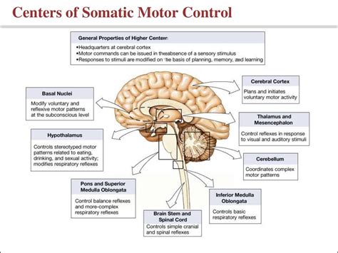 Examples of somatic nervous system - nflrety