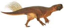 Micropachycephalosaurus - Wikipedia