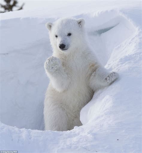 List 102+ Wallpaper Polar Bear In The Snow Full HD, 2k, 4k 09/2023