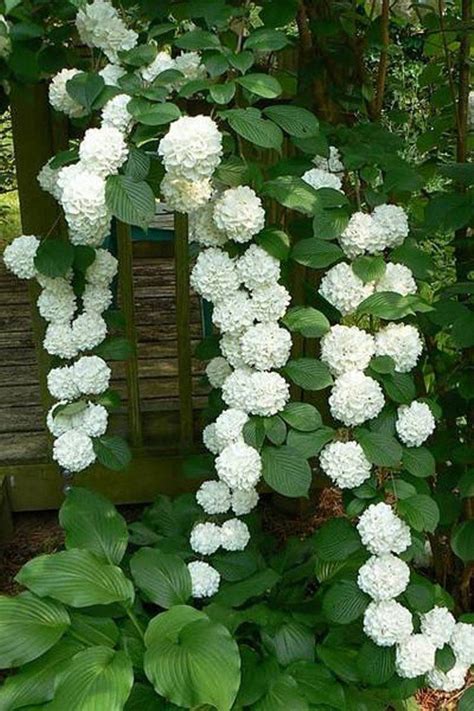 17 Dreamy Hydrangea Gardens That Are Giving Us Major Inspiration ...