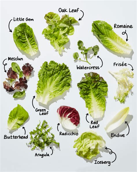 Types of Lettuce: A Visual Guide to Salad Greens | The Kitchn