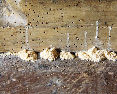 Wood Infesting Beetles - Adam's Pest Solutions