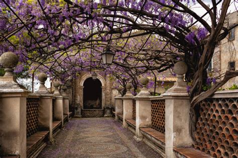 670+ Wisteria Tunnel Stock Photos, Pictures & Royalty-Free Images - iStock