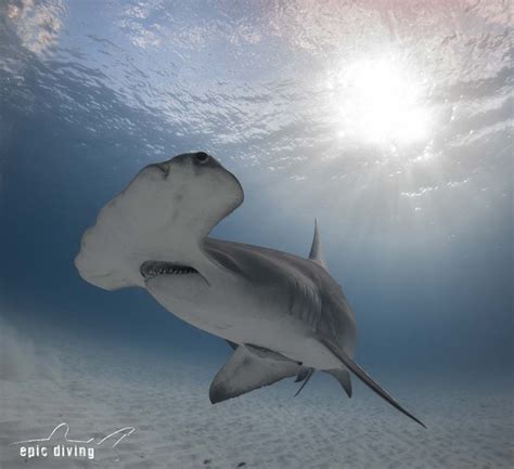 Great Hammerhead Shark - Epic Diving