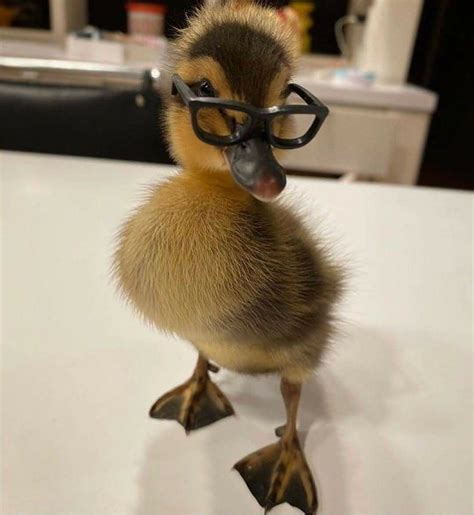 Pin by Amy S on Animals | Cute ducklings, Pet ducks, Baby animals pictures