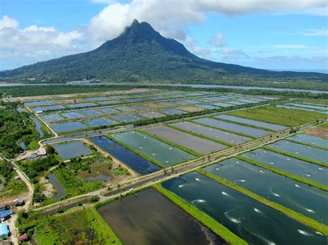 Prawn Farming | Graymont