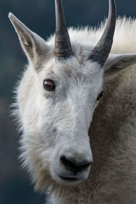 Mountain Goat: A Strong Climber in Extreme Conditions — Alaska Wildlife ...