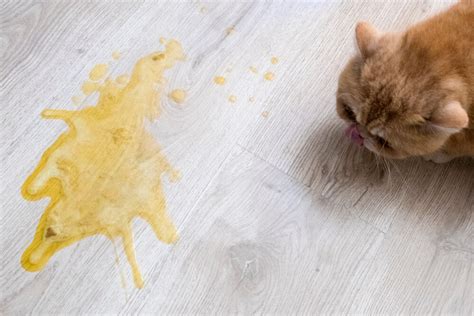 4 Home Remedies for a Cat Vomiting Bile - Pet News Daily