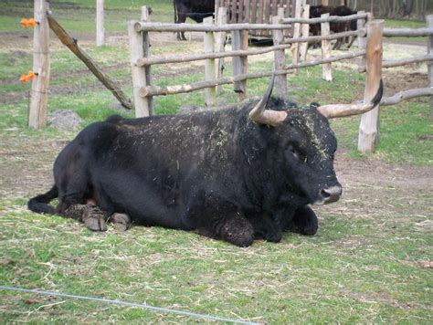 male heck cattle by Feridwyn on DeviantArt