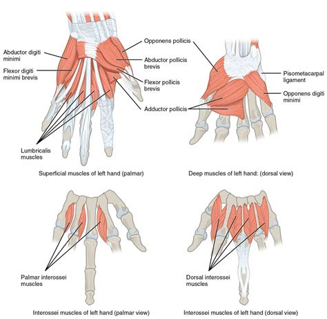 Muscles Of The Pectoral Girdle | MedicineBTG.com