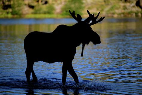 Silhouette Bull Moose Photograph by Gary Langley - Fine Art America