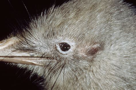 How well do we really know our kiwi? - Predator Free NZ Trust