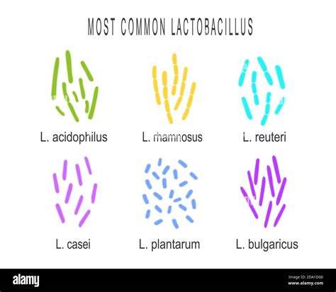 Lactobacillus bacteria types set. Lactic acid bacteria group ...