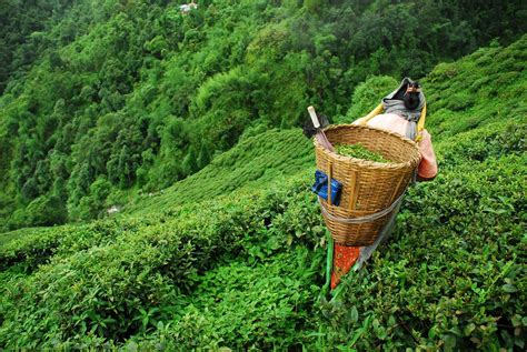 Darjeeling Tea: Your Guide to the Exquisite Black Tea - Cup & Leaf in ...