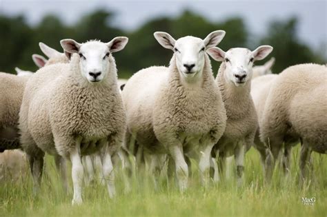 'Green sheep' on the way as Scottish scientists set out to breed more ...