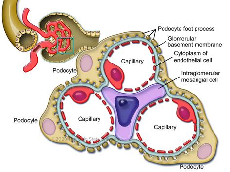 Glomerular Basement Membrane Structure : USMLE COMLEX Study Guides ...