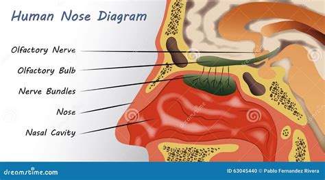 [DIAGRAM] Cct Diagram Of Nose - MYDIAGRAM.ONLINE