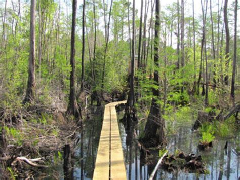 Okefenokee Swamp Park | Official Georgia Tourism & Travel Website ...