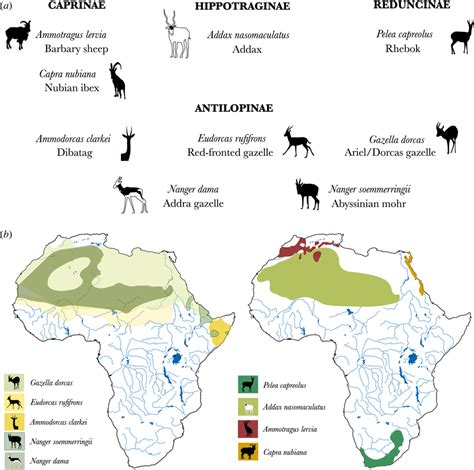 Nine species of African wild bovids sampled from the Muséum national ...