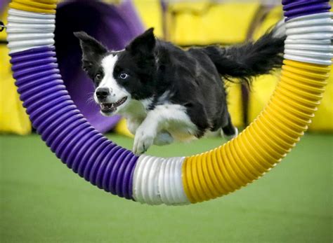 Border Collie Wins Westminster Agility Contest – Courthouse News Service