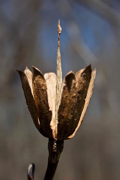 IMG_4877 | Tulip Tree Seed Pod | Shelly | Flickr