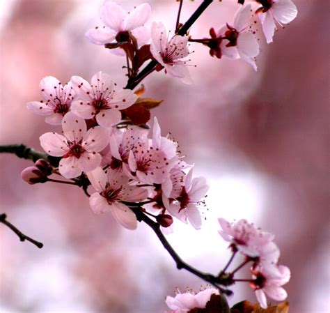 17 Best images about Plum blossom on Pinterest | Indigo, Art ...