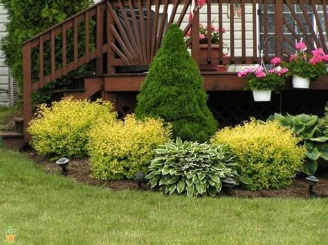 Gold Mound Spirea | Yellow Hedge Flowering Shrub - PlantingTree ...