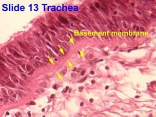 Basement membrane | PPT