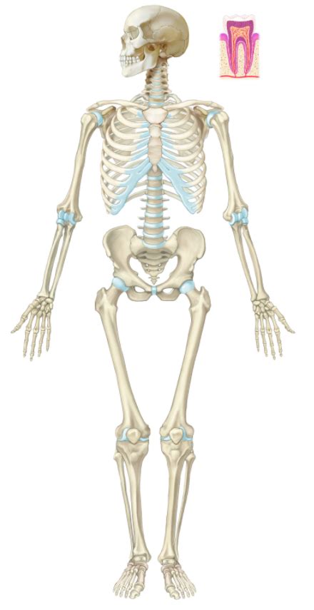 Functional Classification of Joints - Skeleton Model Diagram | Quizlet