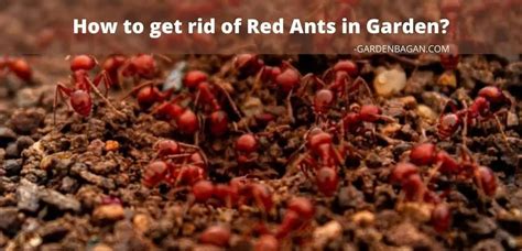 How to get rid of Red Ants in Garden? - Garden Bagan