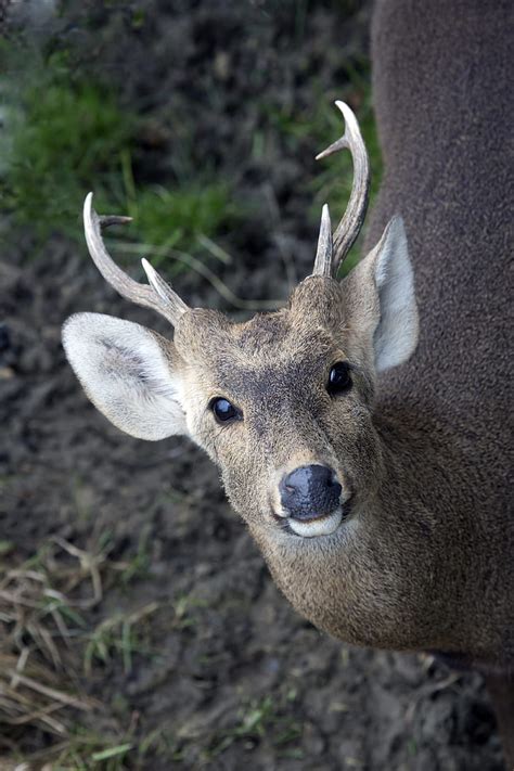 Royalty-Free photo: Deer in macro photography | PickPik