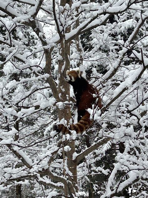 red panda in the snow : r/redpandas