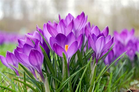 6 Easy-to-Grow Bulbs for Beautiful Spring Flowers