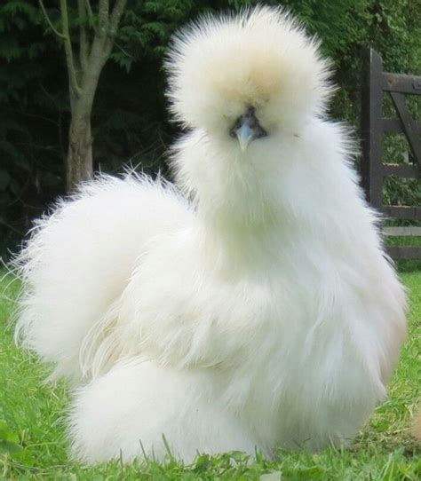 Gallina sedosa del Japón | Silkie chickens, Fluffy chicken, Pet chickens