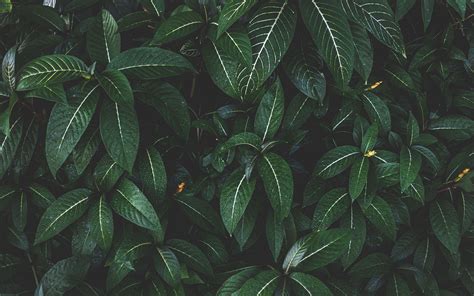 Jungle Leaves Wallpapers - Top Free Jungle Leaves Backgrounds ...