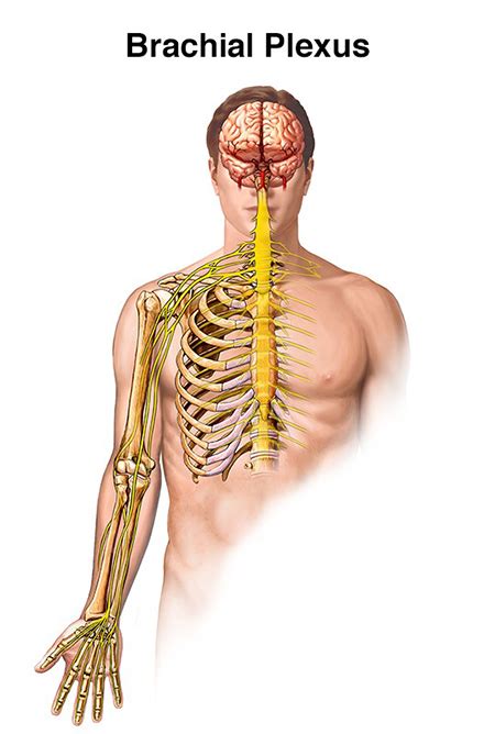 Brachial Plexus Injury | Brain Institute | OHSU