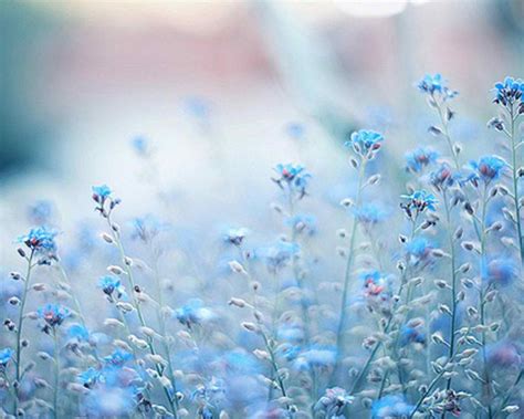 Light Blue Flower Background Aesthetic, Pin by violet on serene in 2020 ...