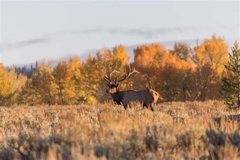 Wildlife | Visit Southeast Montana