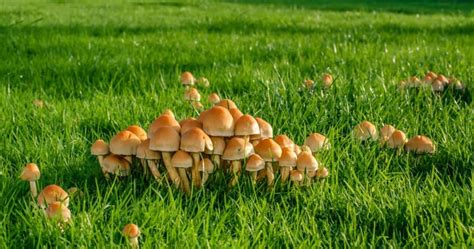 Are Lawn Mushrooms Edible? - ProGardenTips