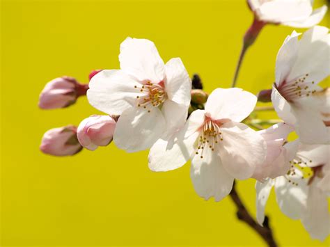 Sakura on Yellow | Cherry blossoms with field mustard | inoc | Flickr